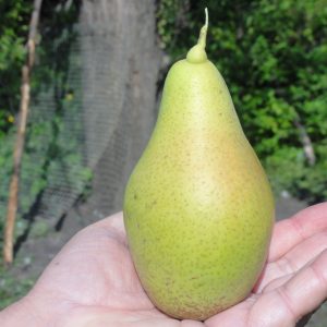 Grusza Plebanka