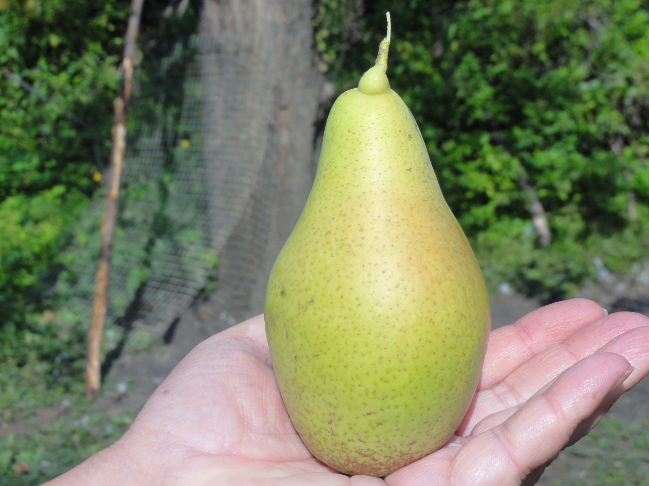 Grusza Plebanka
