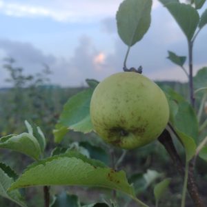 Jabłoń Sommer Gold Pepping