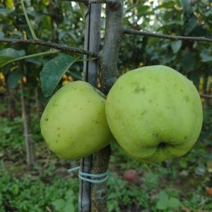 Jabłoń Golden Delicious