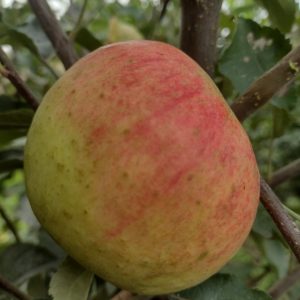 Jabłoń Elstar