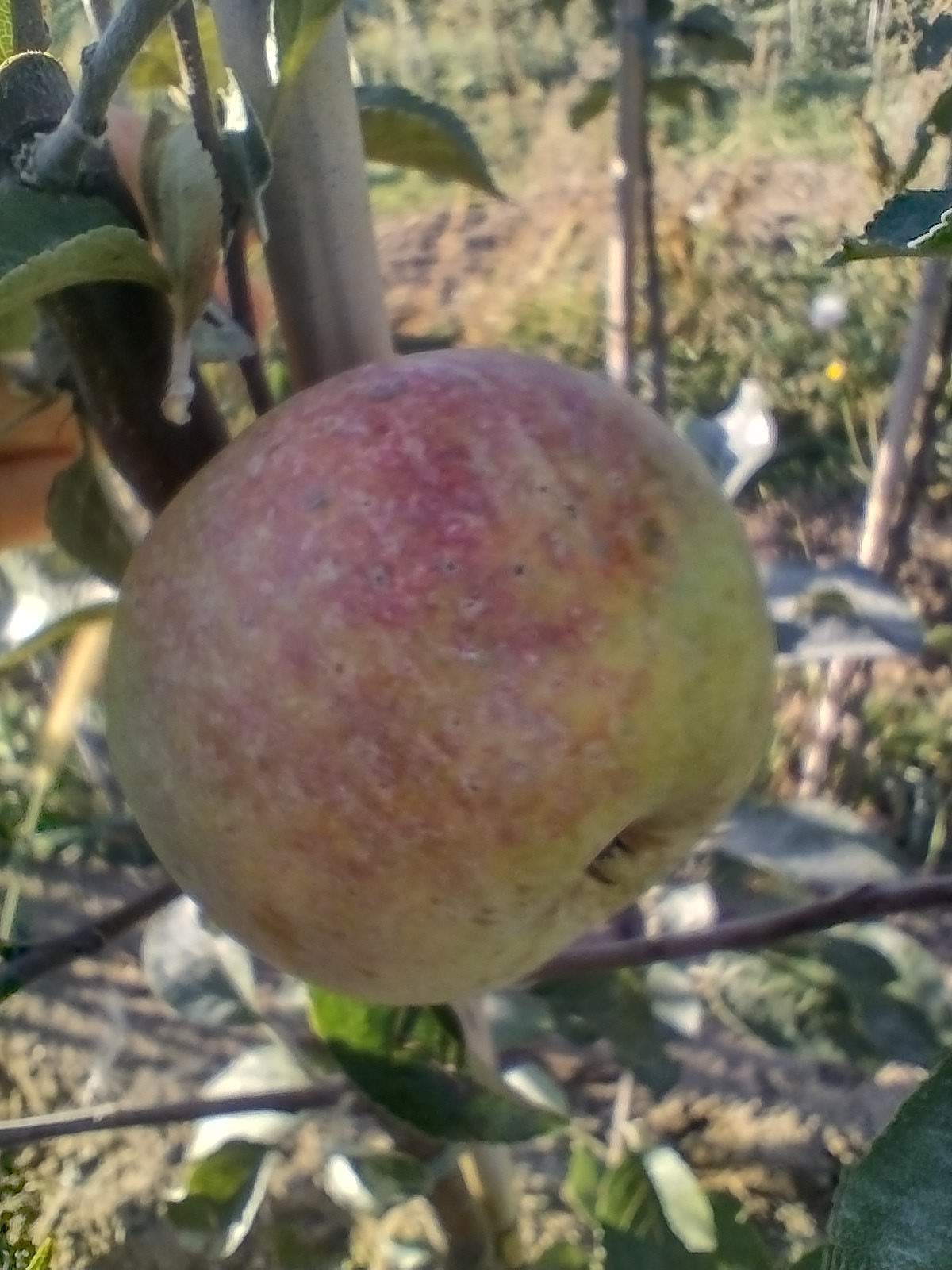 Jabłoń Bramleys Seedling - obrazek 2