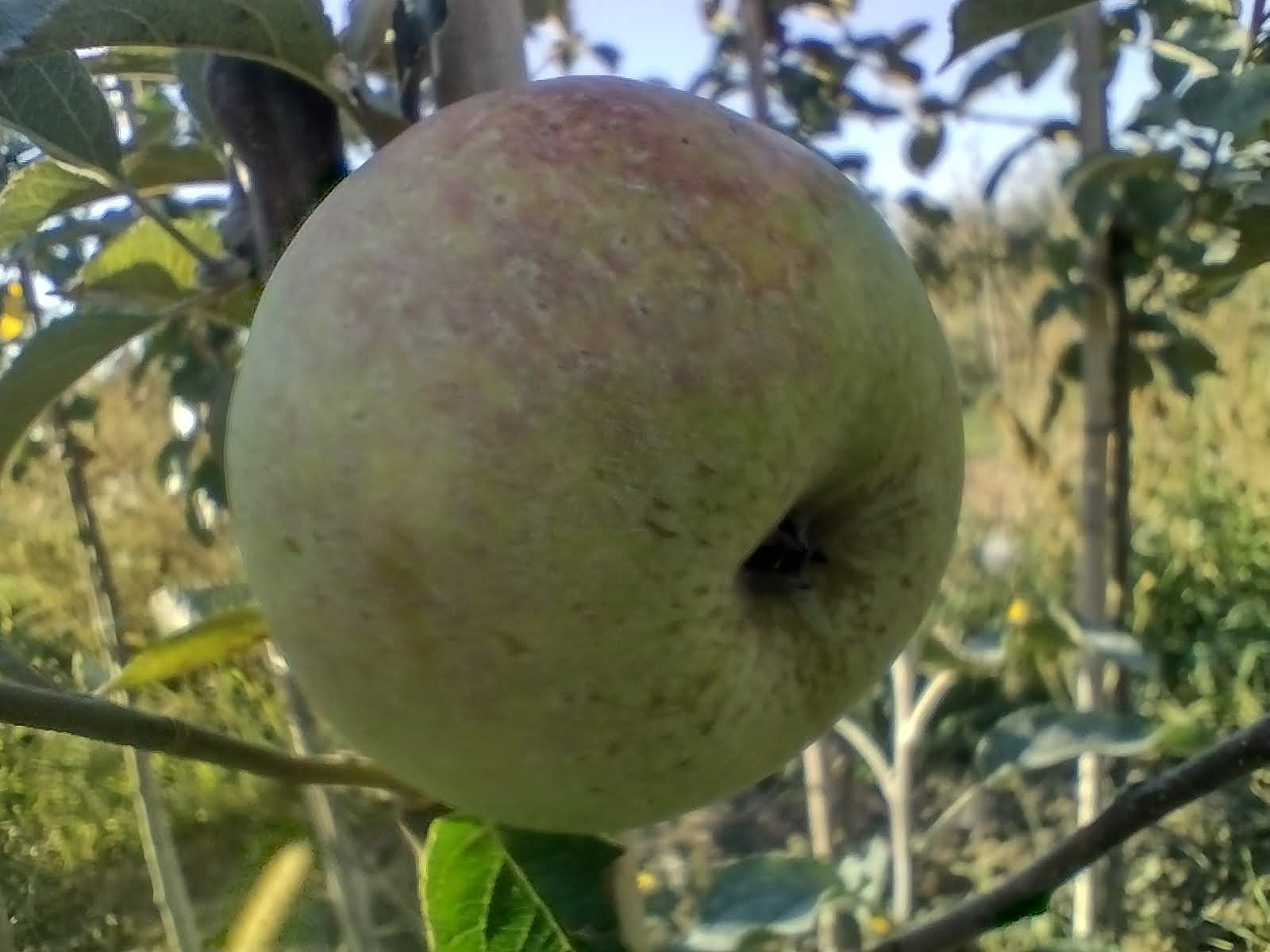 Jabłoń Bramleys Seedling - obrazek 3