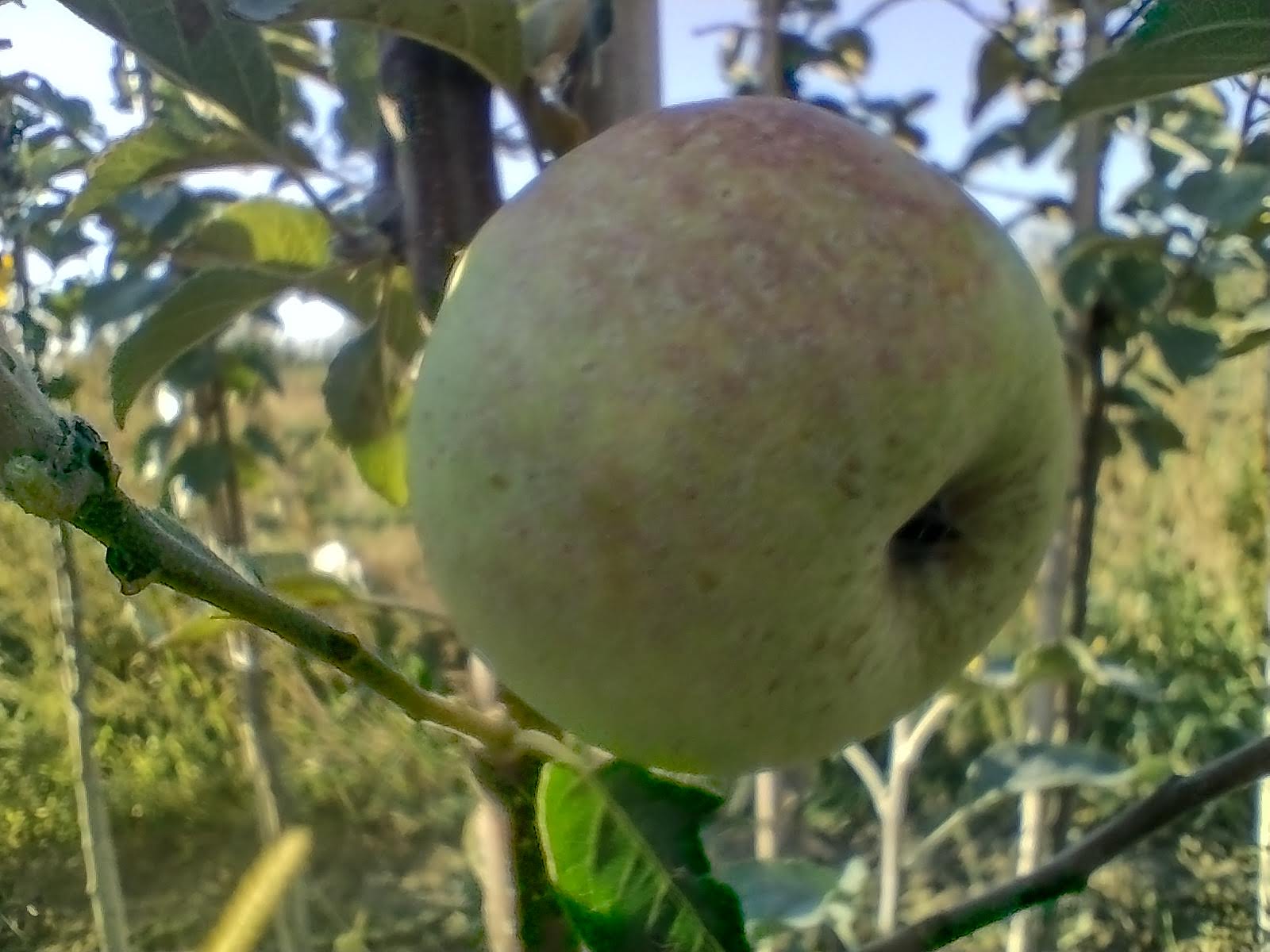 Jabłoń Bramleys Seedling - obrazek 4