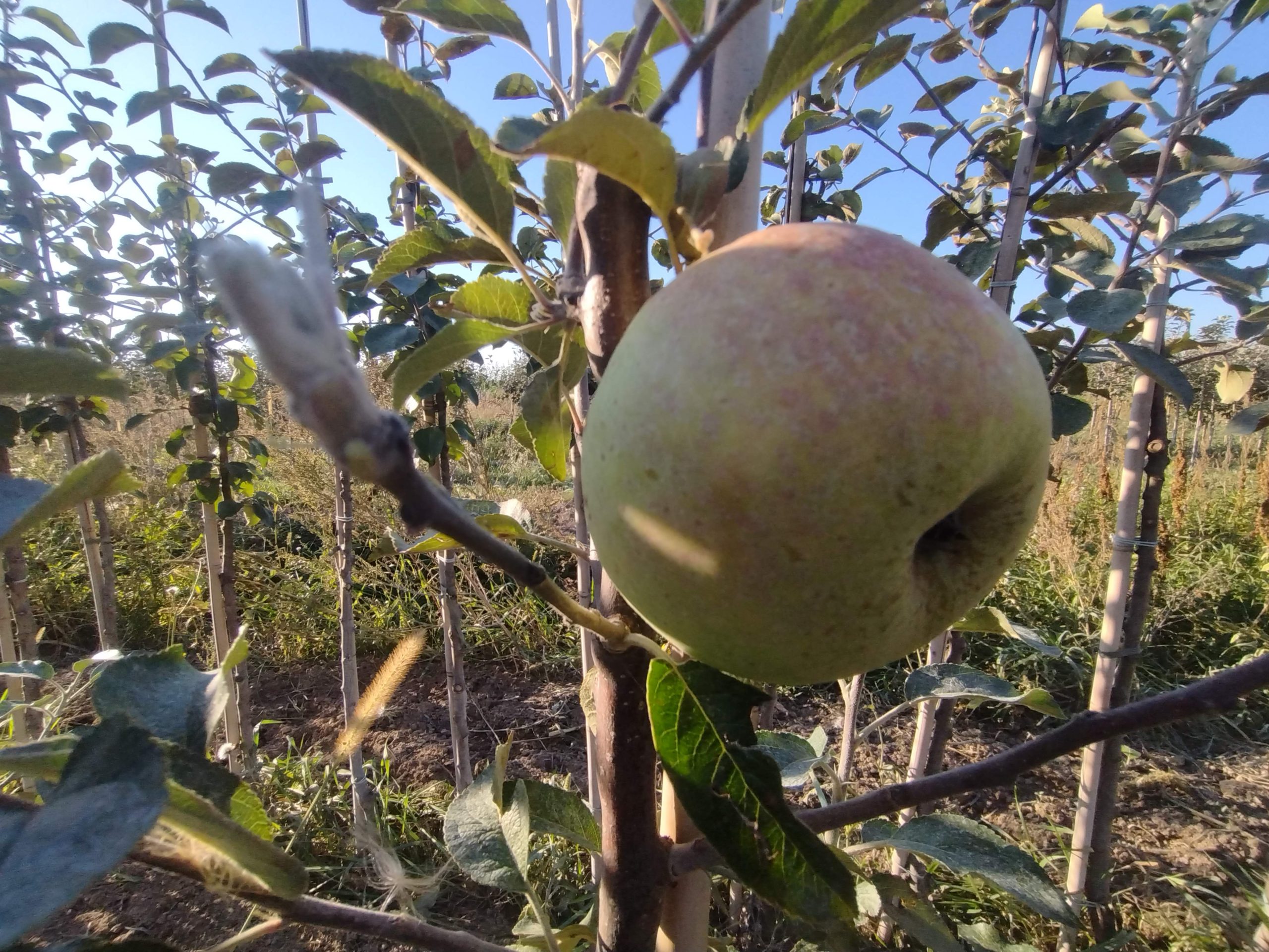Jabłoń Bramleys Seedling - obrazek 5