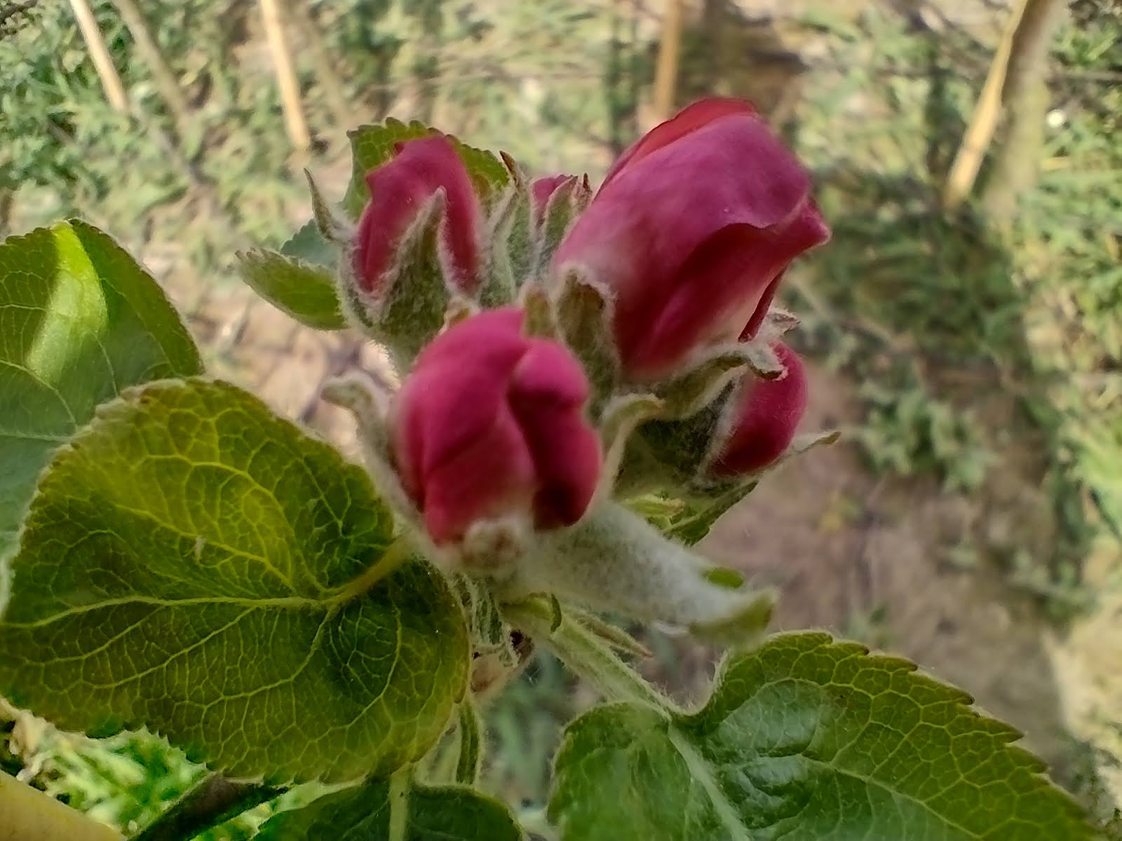 Jabłoń Bramleys Seedling - obrazek 6
