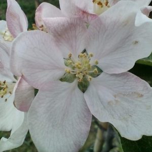 Jabłoń Ellisona Pomarańczowe