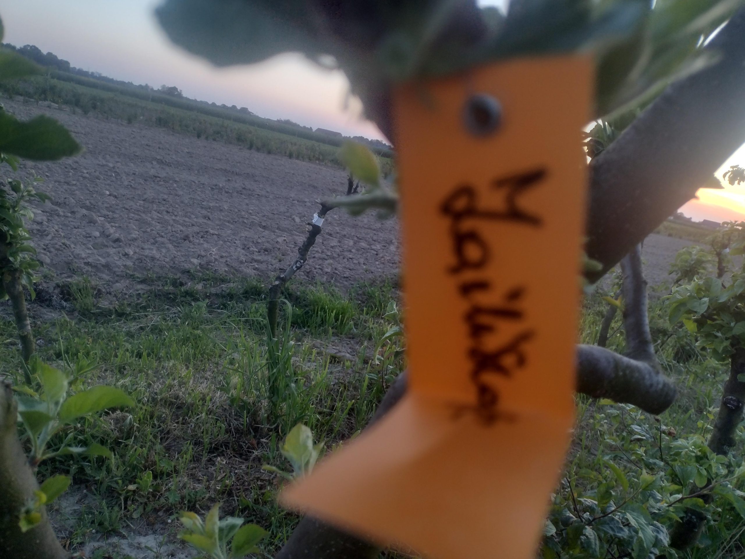Jabłoń Zailijskoje - obrazek 6