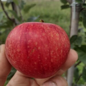 Jabłoń Piękna z Bath