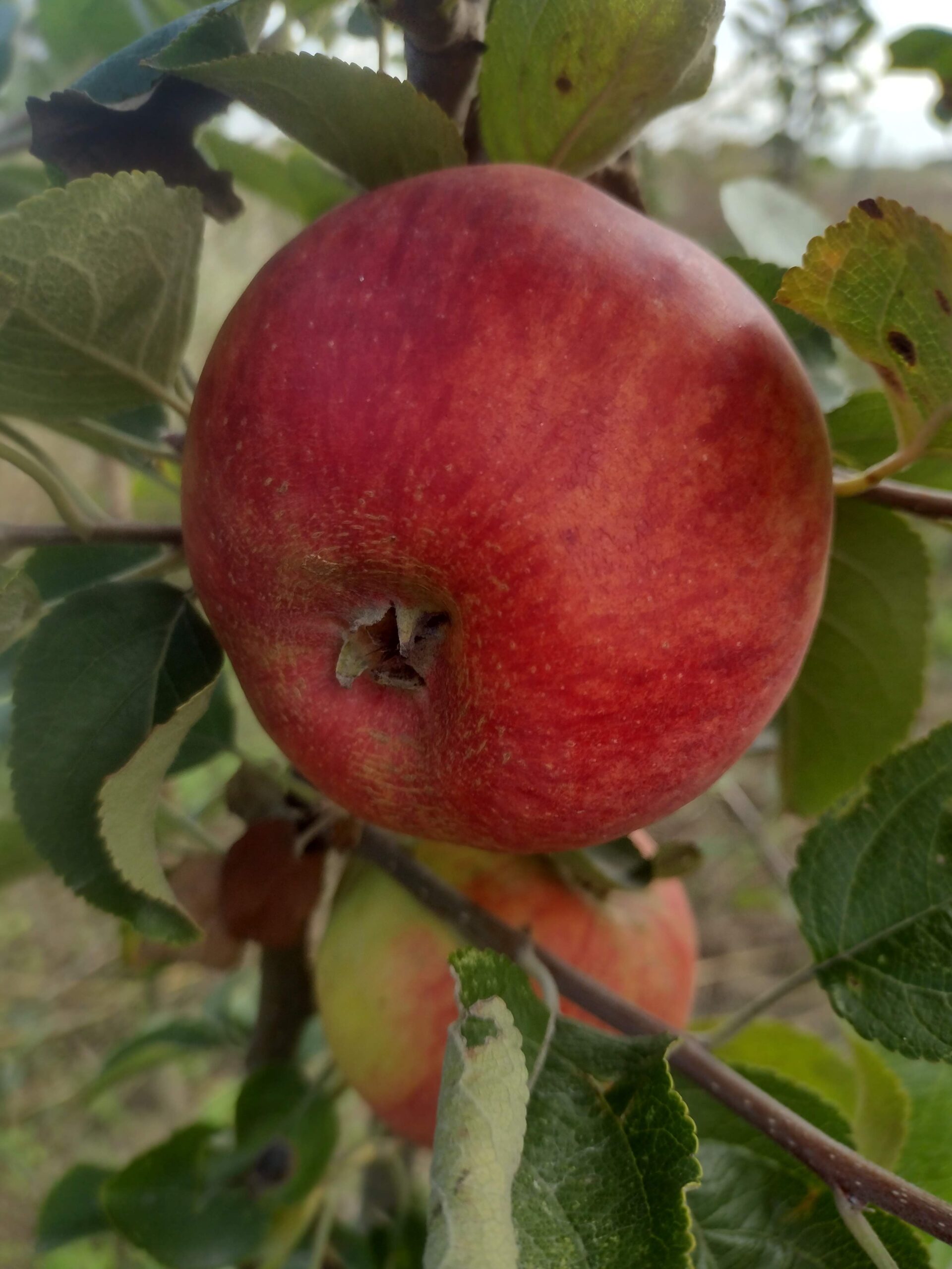 Jabłoń Oldenburg - obrazek 6