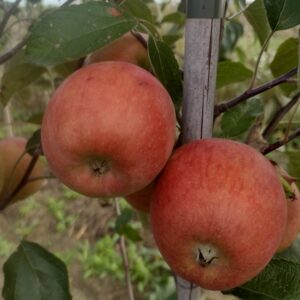 Jabłoń  Braeburn