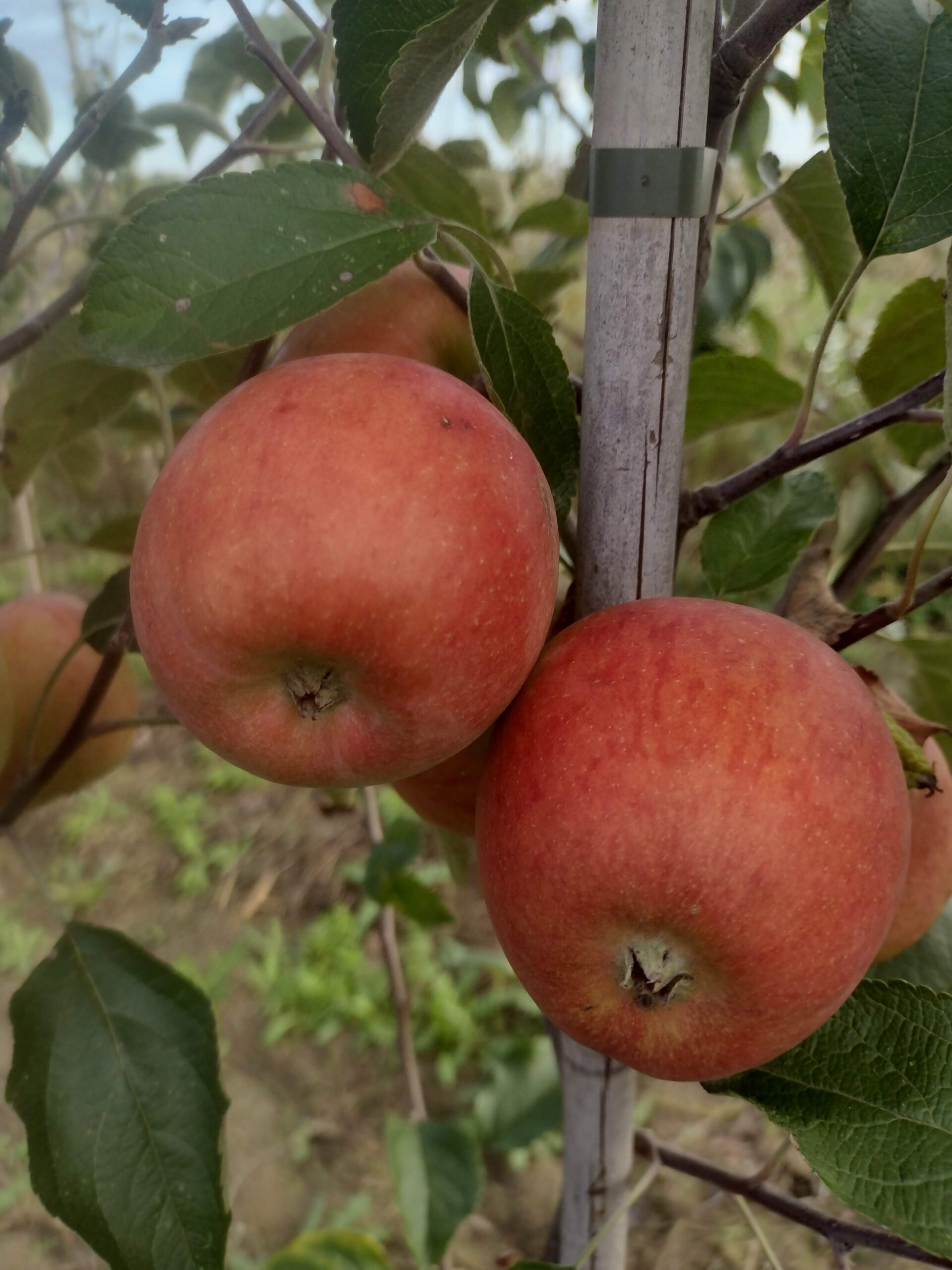 Jabłoń  Braeburn